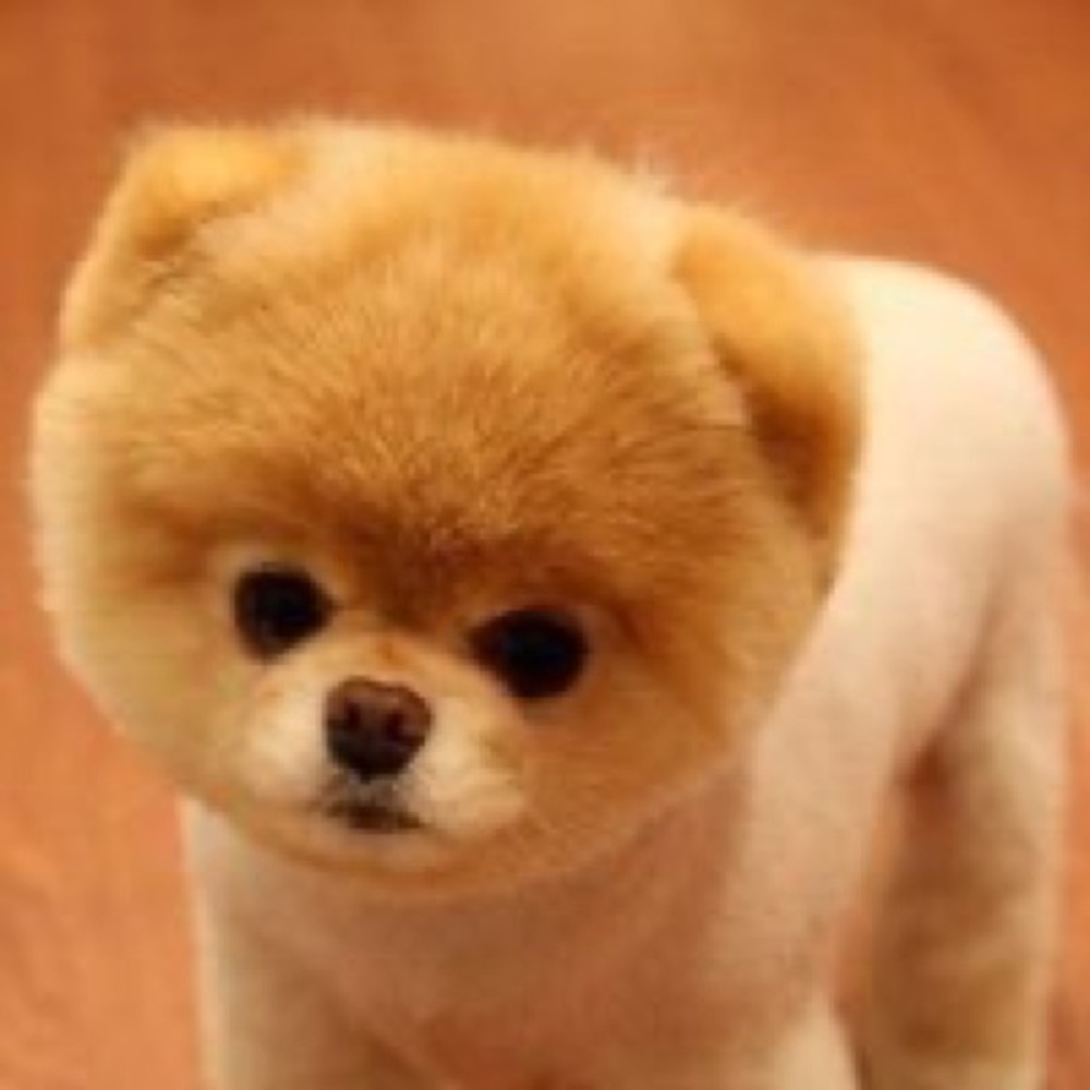 Meet your Posher, Jacqueline